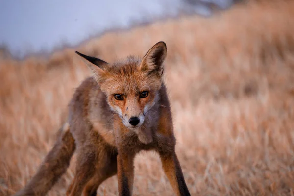 Spanish fox (Vulpes vulpes) — Stock Photo, Image