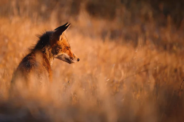 Іспанська лисиця (вуж вуж) — стокове фото
