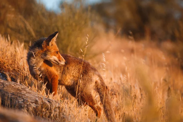 Spanyol róka (Vulpes vulpes)) — Stock Fotó