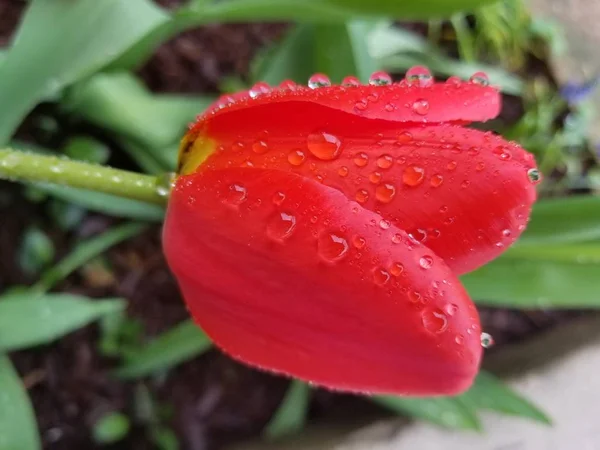 Hermosos Tulipanes Rojos Cubiertos Gotas Lluvia — Foto de Stock