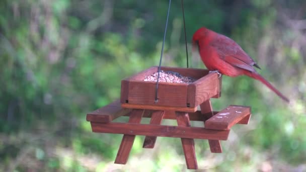 木のピクニックテーブルの鳥のフィーダーの赤い基本的な食べる種 — ストック動画