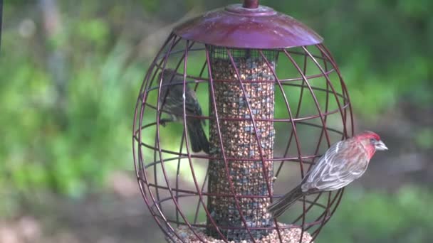 赤い家の近くのフィンチ金属鳥の餌で種を食べる — ストック動画