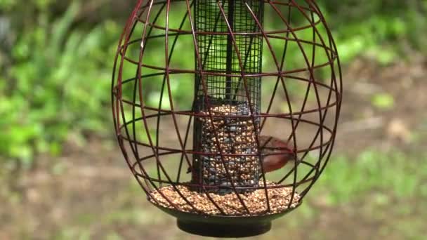 Großaufnahme Eines Roten Hausfinken Der Samen Metallvogelfutterhäuschen Frisst — Stockvideo