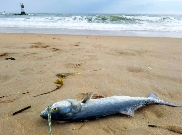 Peixe Rabilho Deitado Praia Com Vista Para Ondas — Fotografia de Stock