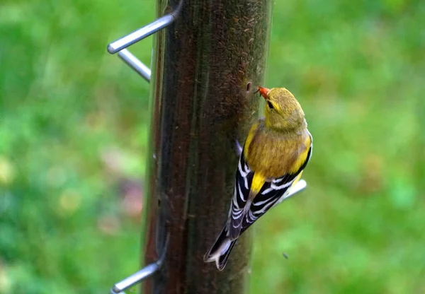 Ein Amerikanischer Stieglitz Frisst Distelsamen Vom Vogelfutterhäuschen — Stockfoto