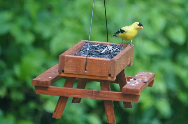 Americká Goldfinch Jíst Slunečnicová Semena Dřevěného Piknikového Stolu Ptačí Krmivo — Stock fotografie