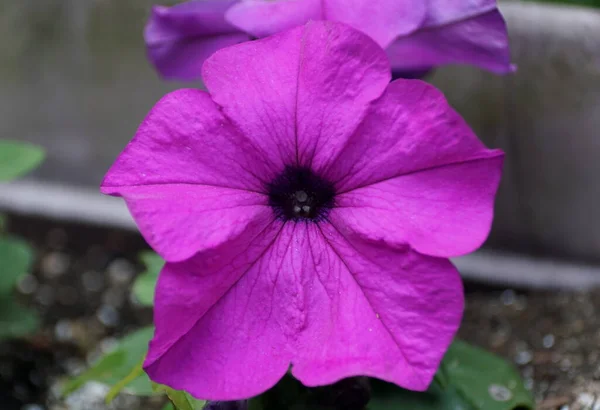 Hermosa Flor Petunia Púrpura Plena Floración — Foto de Stock