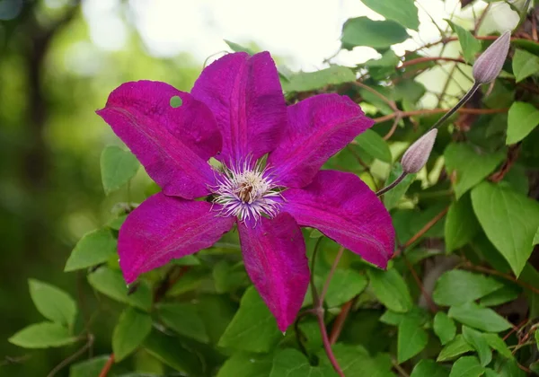 Hermoso Color Púrpura Flor Clematis Plena Floración — Foto de Stock