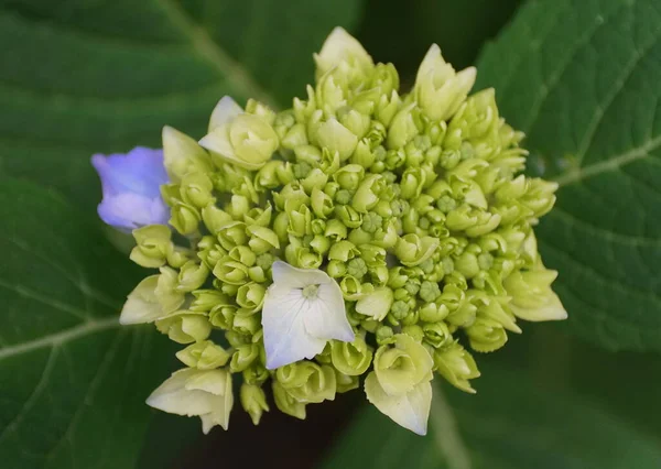 春には紫陽花の早咲き — ストック写真