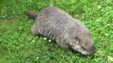 Çimenlerde yiyecek arayan bir dağ sıçanı.