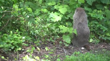 Yabani otları yiyen bir dağ sıçanı.