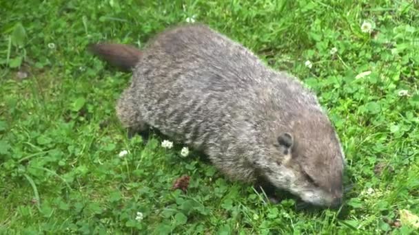 Uma Marmota Procura Comida Relva — Vídeo de Stock