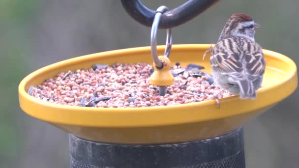 Ein Großschnabelvogel Frisst Wilde Samen Vogelfutterhäuschen — Stockvideo