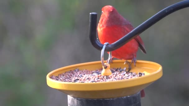 Ein Roter Kardinal Frisst Samen Vogelfutterhäuschen — Stockvideo