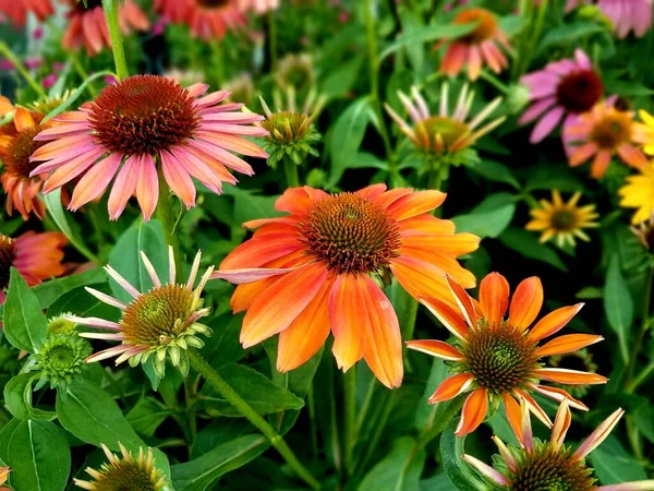 Coneflower Com Variedade Cores Florescendo Verão — Fotografia de Stock