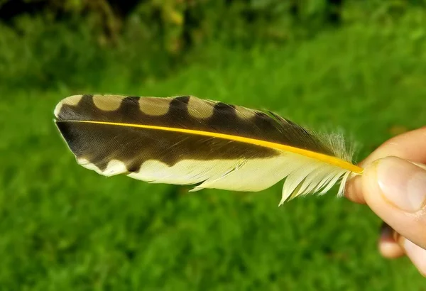 緑の芝生を見下ろす黒と黄色の鳥の羽を保持 — ストック写真