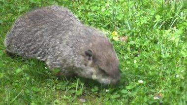 Güneşli bir günde çim yiyen bir dağ sıçanının yanına.
