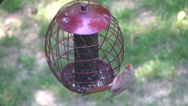 Cardeal Fêmea Comendo Sementes Alimentador Pássaros Metal Redondo — Vídeo de Stock