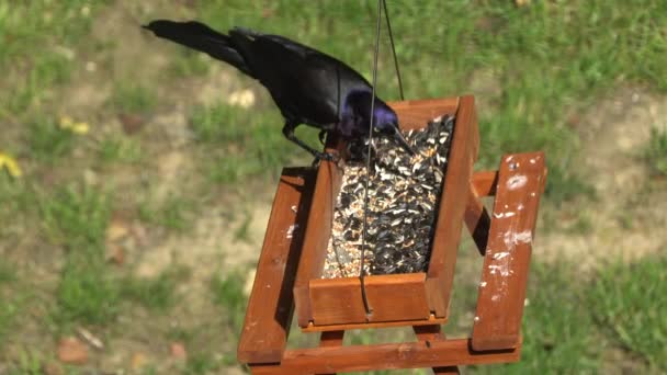 Gryzak Zwyczajny Czarny Ptak Niebieskim Przyciemnianym Piórem Jedzący Nasiona Pikniku — Wideo stockowe
