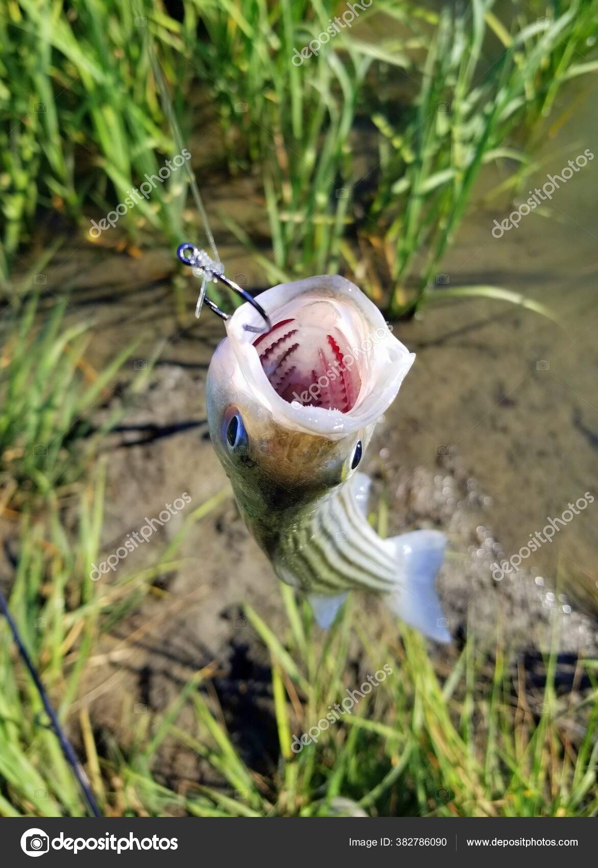 Mouth Small Striped Bass Hanging Fishing Line Hook — Stock Photo ©  khairil77 #382786090