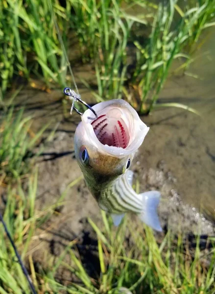 Maul Eines Kleinen Gestreiften Barsches Der Einer Angelschnur Und Einem — Stockfoto