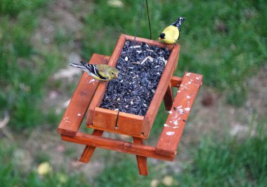Tahta bir piknik masasında kuş yemi yiyen bir çift Amerikan ispinozu.
