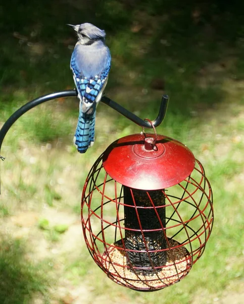 Ein Blauer Eichelhäher Hockt Auf Der Stange Unter Einem Vogelfutterhäuschen — Stockfoto