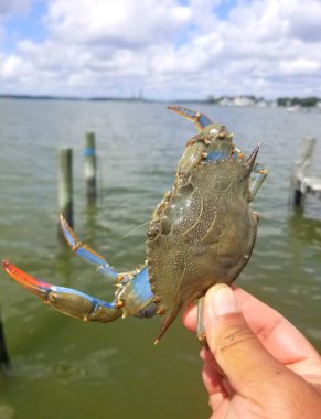Mavi yengeci kırpılmadan tutmak için doğru teknik