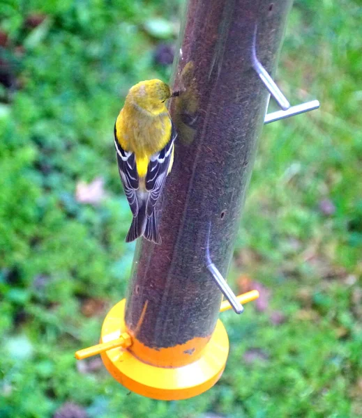 鳥の餌からアザミの種を食べるアメリカのGoldfinch — ストック写真