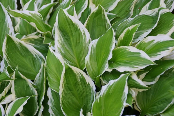 Krásné Listy Bílé Zelené Rostliny Hostas — Stock fotografie