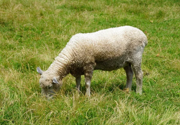 Sheep Eating Grass Ground Sunny Day — Stock Photo, Image