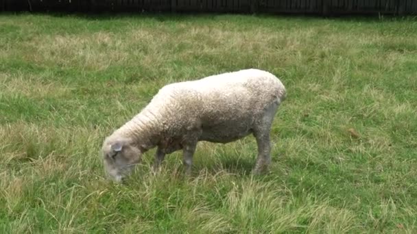 Sheep Eating Grass Ground Sunny Day — Stock Video