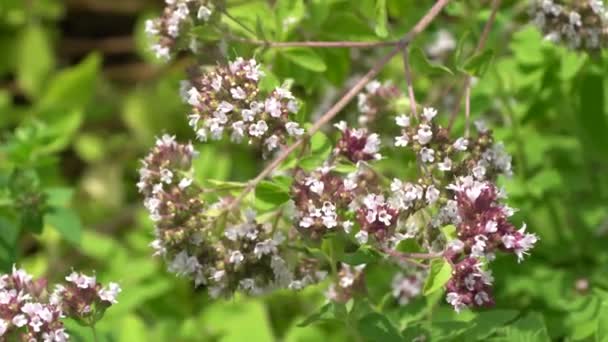 Včelí Opylovací Fialové Oreganové Květy — Stock video