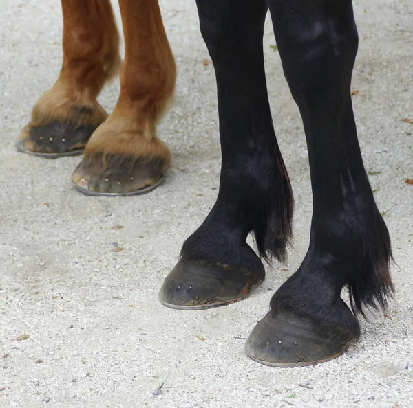 Gros Plan Des Sabots Noirs Bruns Avec Fer Cheval Métal — Photo