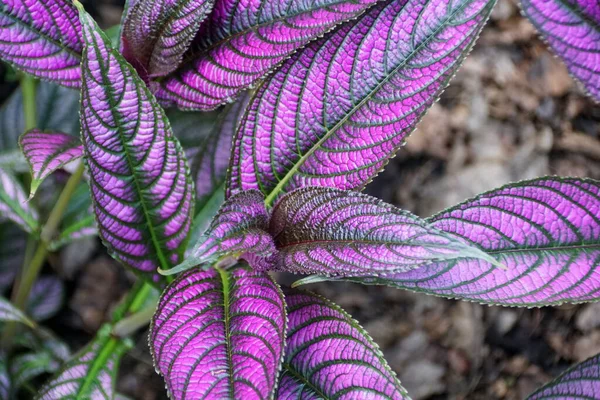 Lähikuva Persian Shield Kasvi Violetti Lehdet — kuvapankkivalokuva