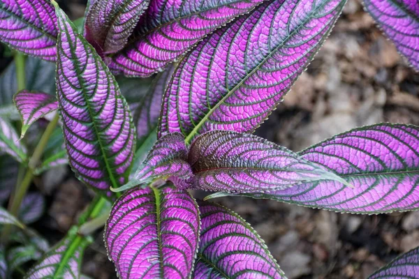 Primer Plano Planta Escudo Persa Con Hojas Púrpuras — Foto de Stock