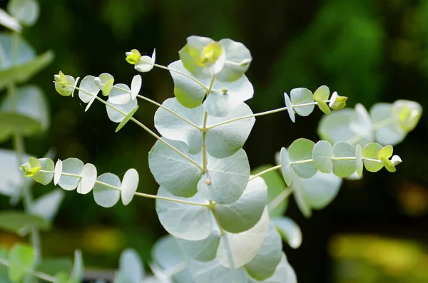 Close up of the leaves of Silver Dollar Gum plant