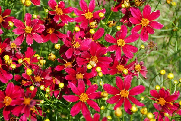 Schöne Helle Farbe Der Coreopsis Red Satin Blüten — Stockfoto