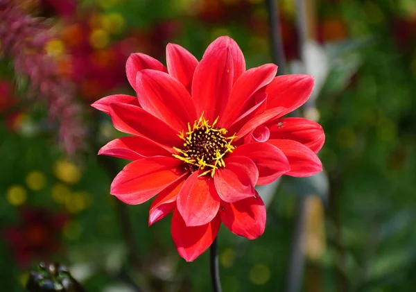 Schöne Leuchtend Rote Farbe Der Pfingstrosen Blühenden Dahlienblüte — Stockfoto