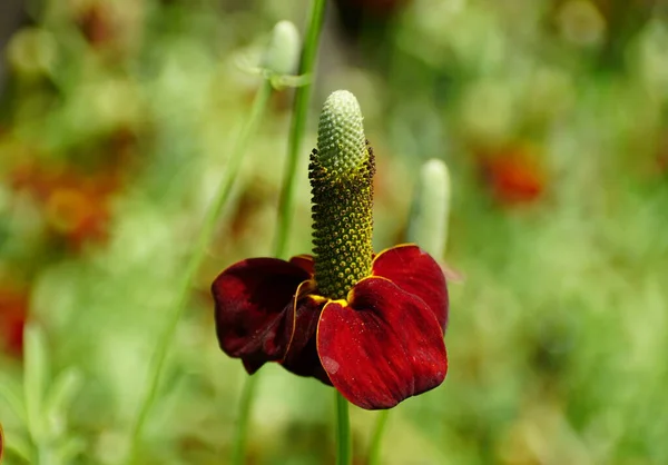 Hermosa Única Prairie Coneflower Red Midget — Foto de Stock