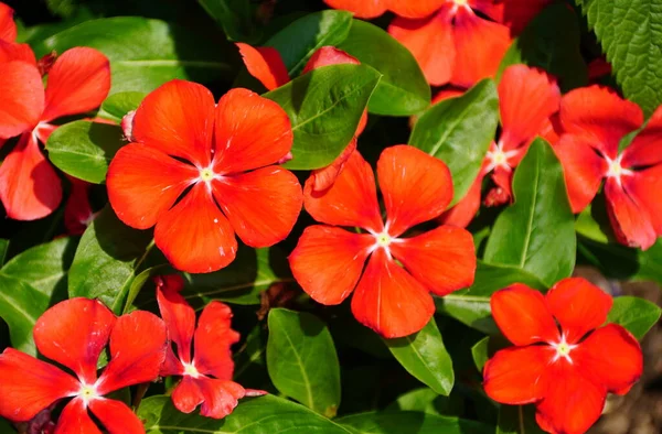 Hermosa Madagascar Periwinkle Tatuaje Mandarina Flores — Foto de Stock