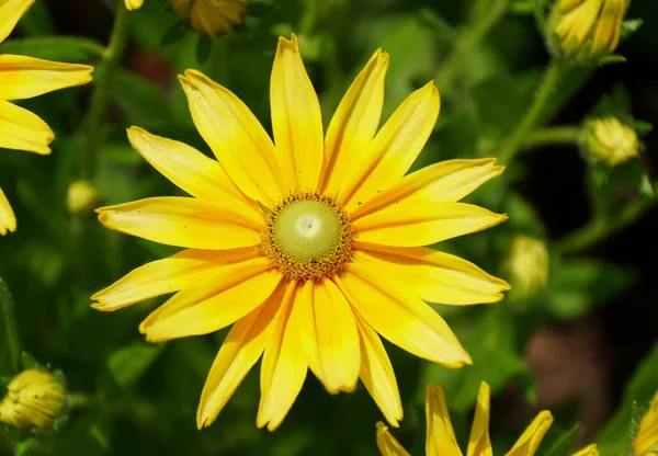 Bela Flor Gloriosa Daisy Prairie Sun Plena Floração — Fotografia de Stock