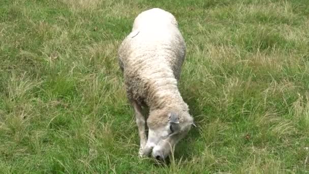 晴れた日に地面に草を食べる羊 — ストック動画