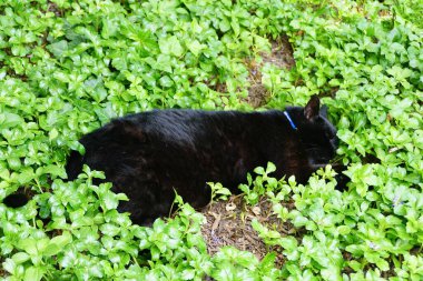 Kara bir kedi toprak örtüsü bitkilerinin üstünde uyuyor.