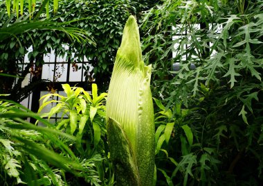 Sumatra, Endonezya 'dan büyük bir Titan Arum fabrikasının yakınında.