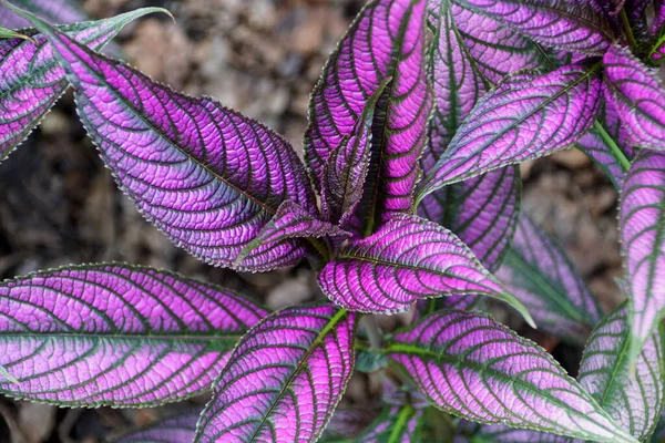 Lähikuva Persian Shield Kasvi Violetti Lehdet — kuvapankkivalokuva