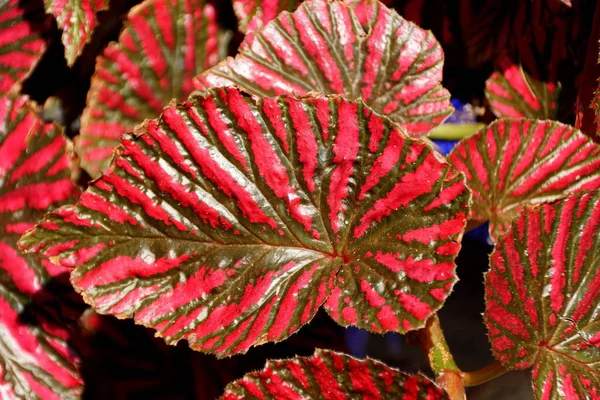 Begonian Kauniit Punaiset Lehdet Papua Uudesta Guineasta — kuvapankkivalokuva