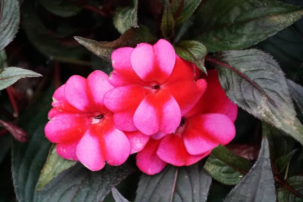 New Guinea Impatiens Petticoat Blue Star Flowers — Stock Photo, Image