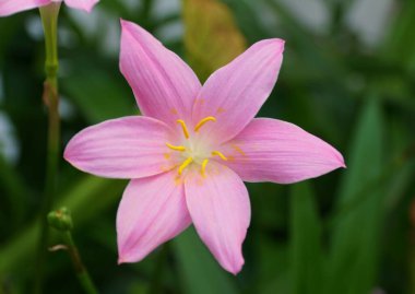 Açık pembe bir su örümceği orkidesi çiçek açmış.