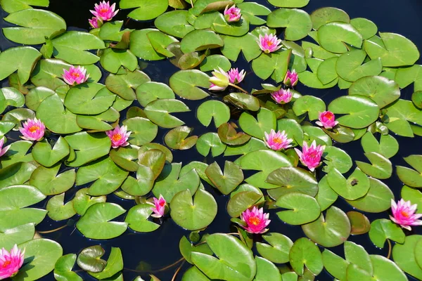 Híbrido Pink Silk Flores Nenúfar Estanque — Foto de Stock